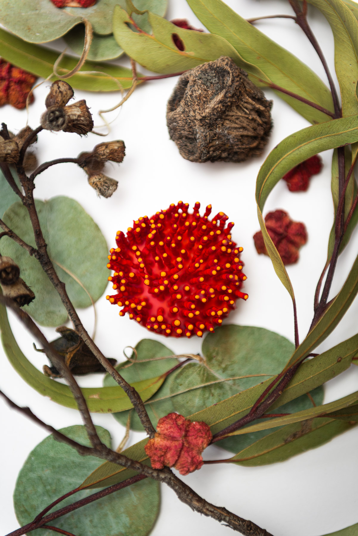 Virell, 2026. Anthesis Series. Wearable Art Brooch
