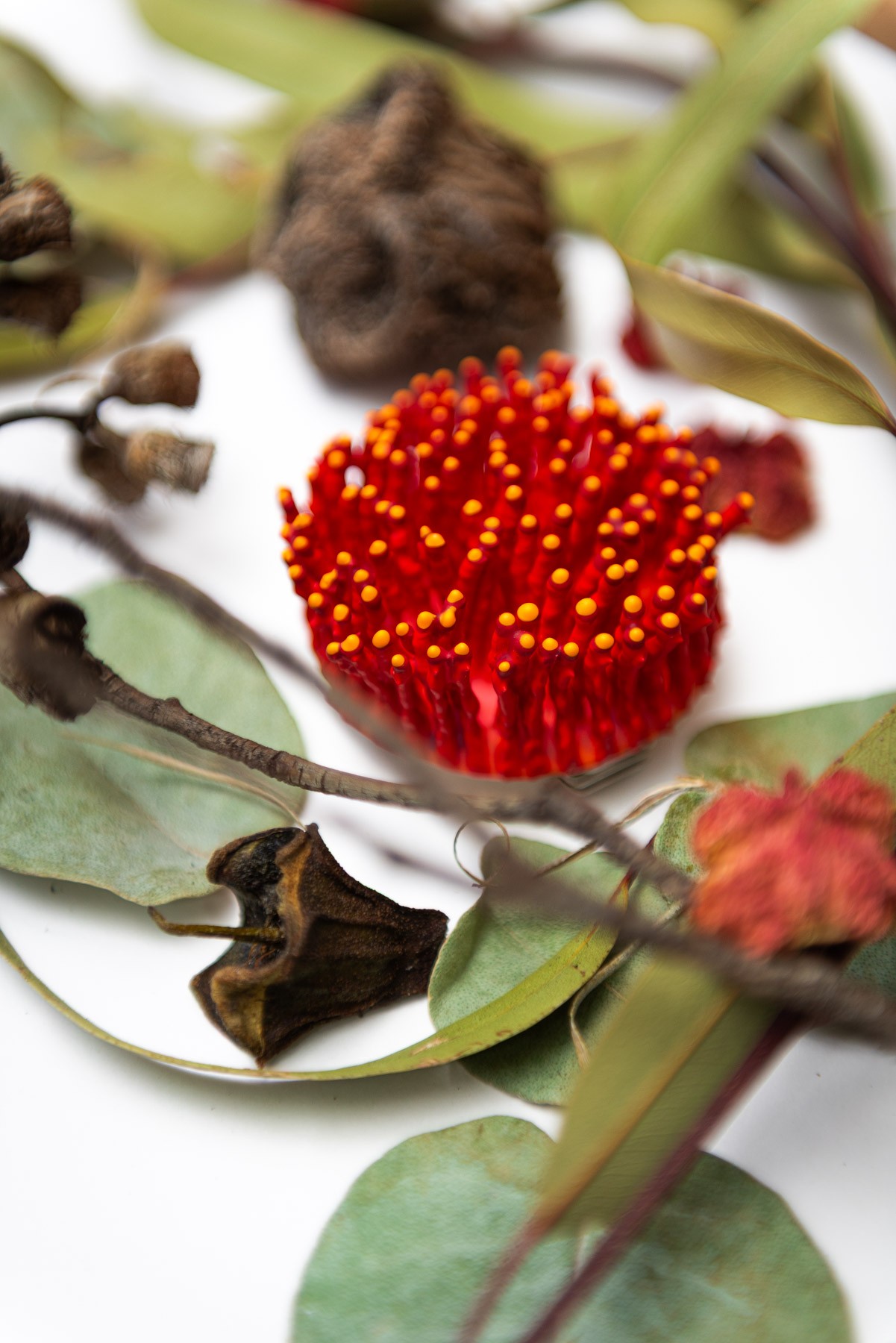 Virell, 2026. Anthesis Series. Wearable Art Brooch - Image 6