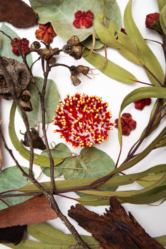 Merawa, 2026. Anthesis Series. Wearable Art Brooch