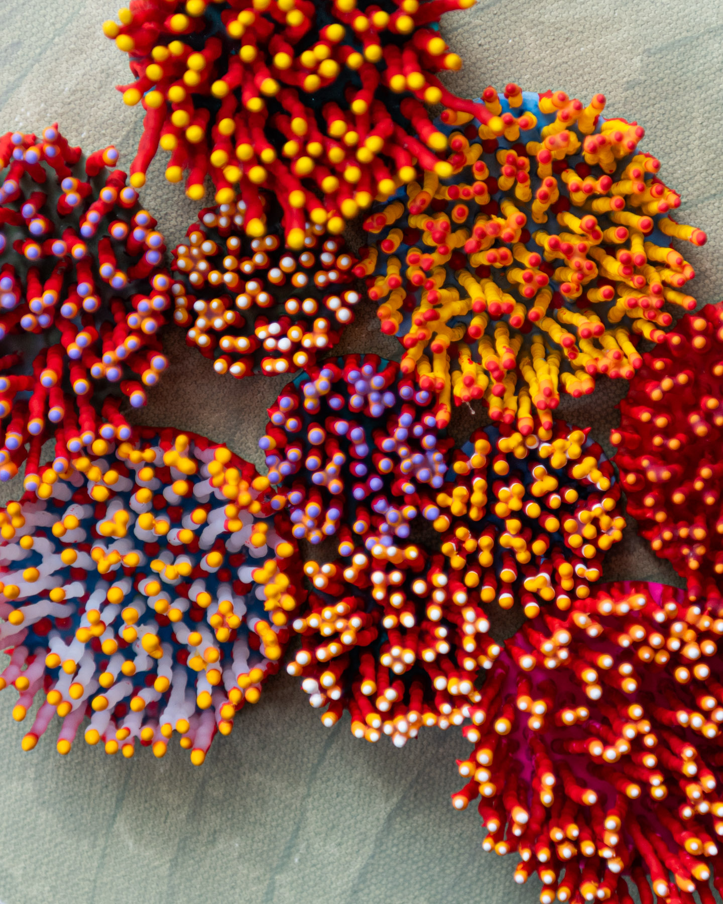 Lumera, 2026. Anthesis Series. Wearable Art Brooch - Image 14
